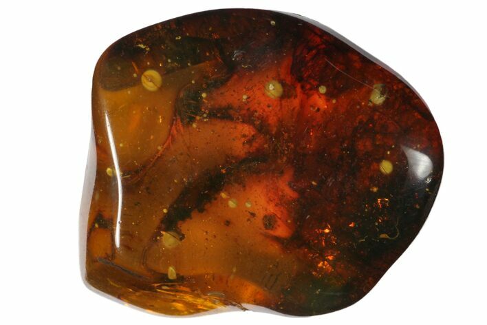 Polished Chiapas Amber ( g) - Mexico #114875
